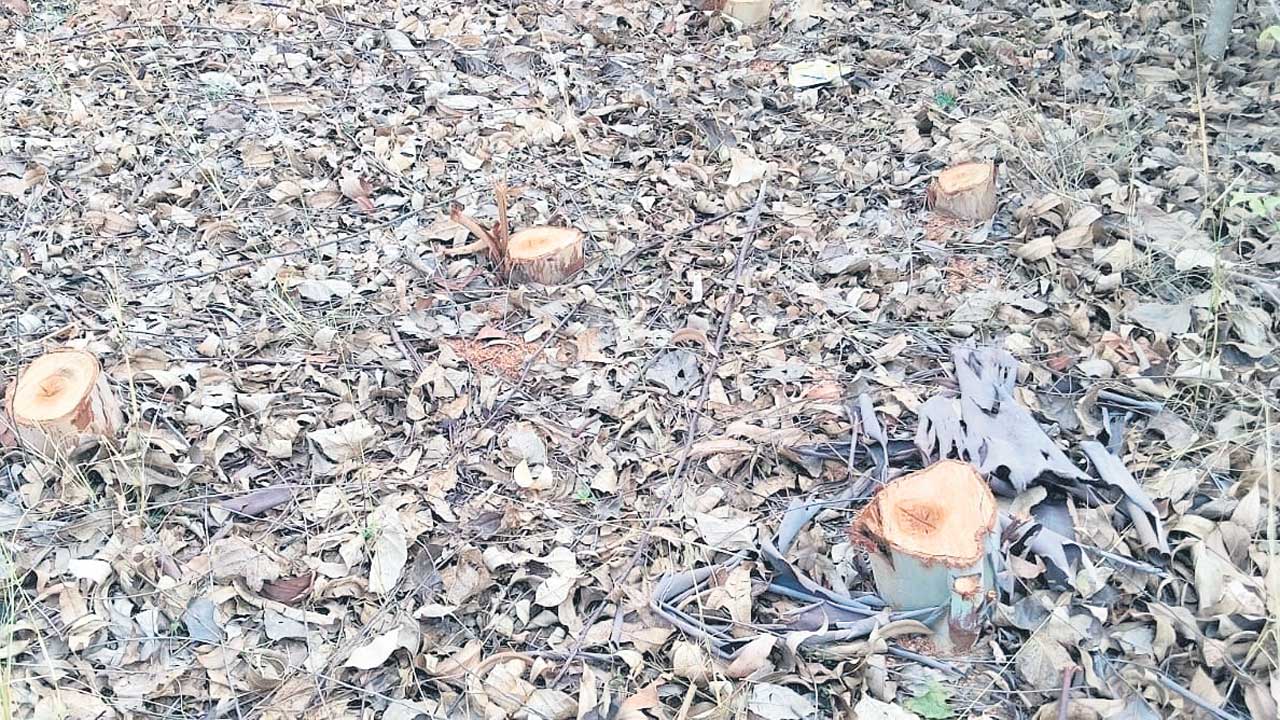 నిధుల కోసం గొడ్డలి వేటు!