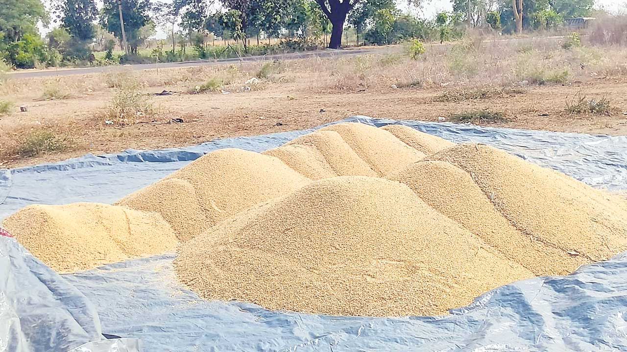 చేలలోనే జొన్న నిల్వలు