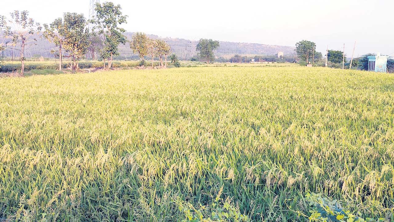 రైతు భరోసా రాకపాయే