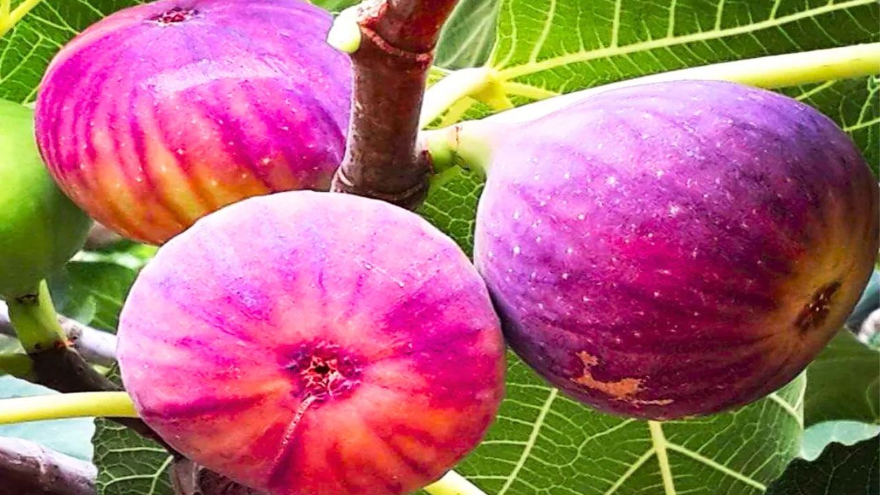 Anjeer | అంజీరా పండ్లతో అన్నీ లాభాలే.. అవేంటో తెలుసా..?