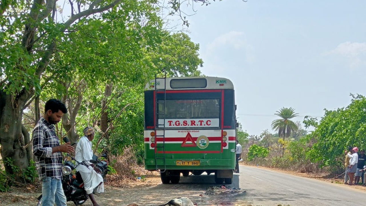Kamareddy | ఆర్టీసీ బస్సు ఢీకొని 15 గొర్రెలు మృతి