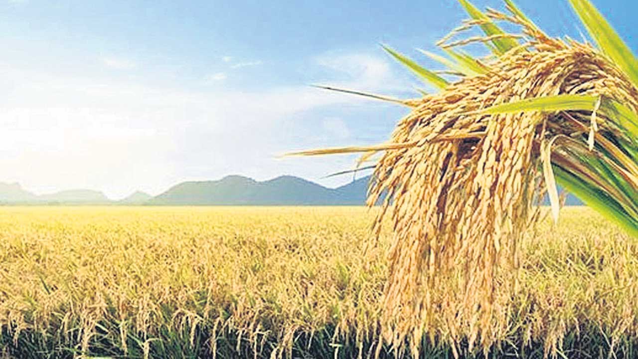 కోతకొస్తున్నా కొనుగోలు కేంద్రాలేవి?