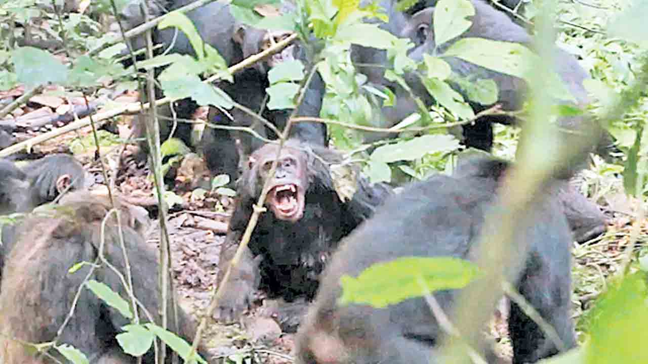 చింపాంజీల్లోనూ అంతర్యుద్ధం!