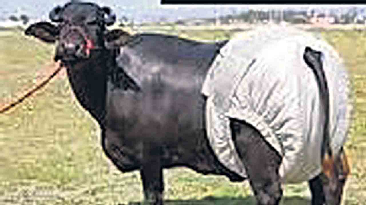 పశువులకు డైపర్లు!.. పాక్‌లో విచిత్ర ఘటనలు