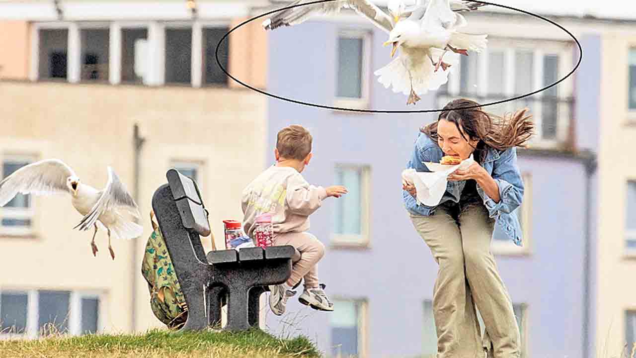 మనుషులపై సీగల్స్‌ ఎటాక్‌!