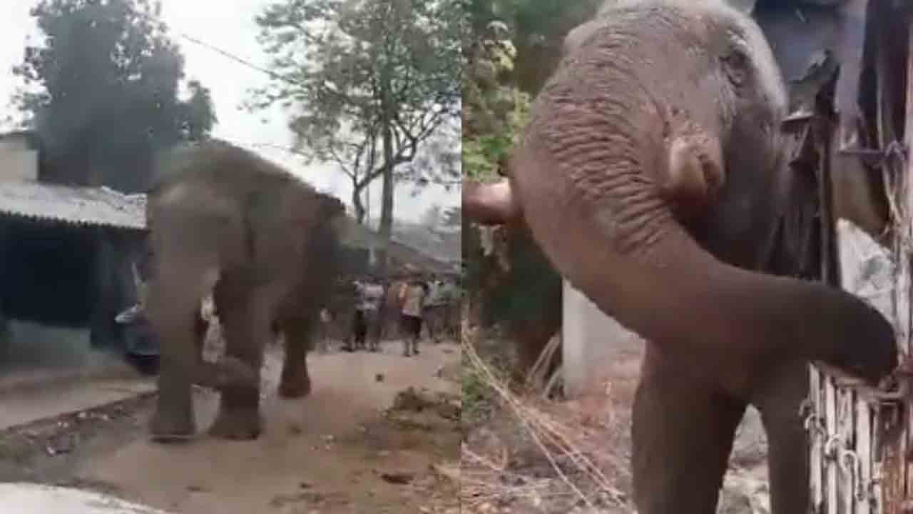 Watch: పోలింగ్‌ బూత్‌ వద్దకు వచ్చిన పెద్ద ఏనుగు.. తర్వాత ఏం జరిగిందంటే?