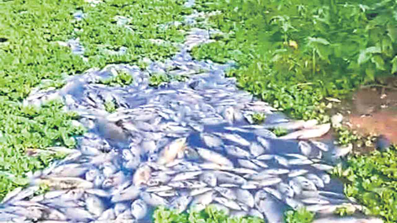 చెలికుంటలో కలుషిత నీటితో చేపలు మృతి