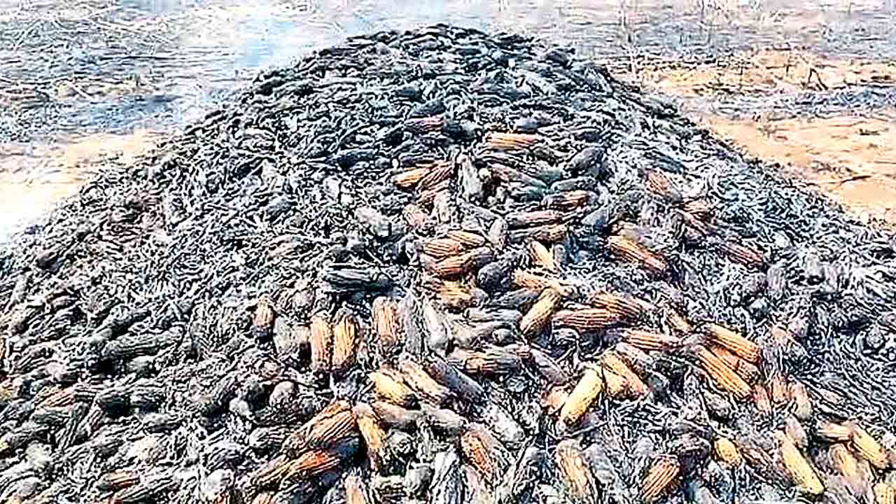 మక్కజొన్న చేన్లలో మంటలు.. మహబూబాబాద్‌ జిల్లాలో 15 ఎకరాల్లో పంట దగ్ధం