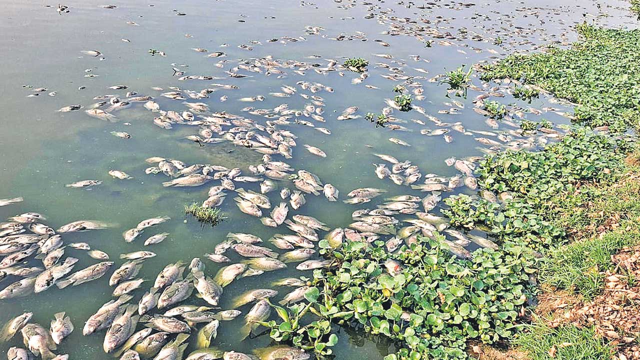 కలుషిత నీటితో చేపలు మృతి