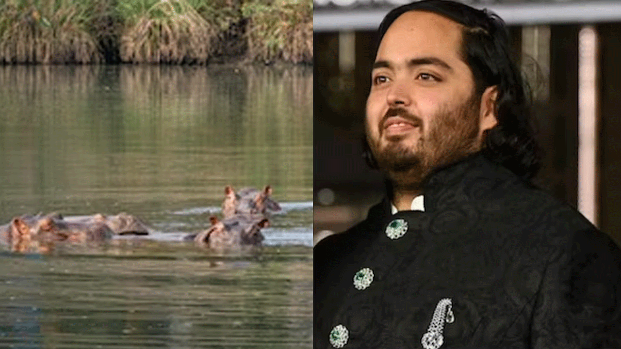 Anant Ambani | హిప్పోలను చంపకండి ప్లీజ్‌.. కొలంబియా సర్కారు అనంత్‌ అంబానీ వినతి