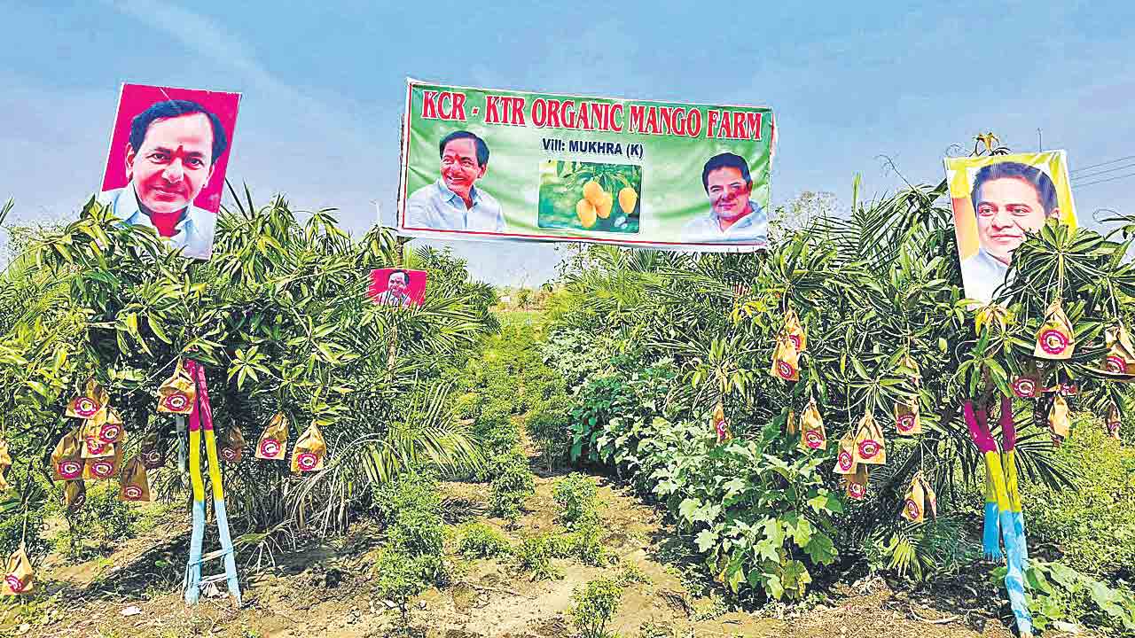 మామిడితోటకు కేసీఆర్‌, కేటీఆర్‌ పేరు.. అభిమానం చాటిన ముక్రా(కే) గ్రామస్తులు