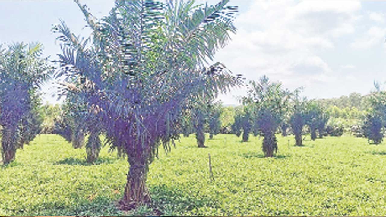 మొక్కలు ఇచ్చారు.. సలహాలు మరిచారు