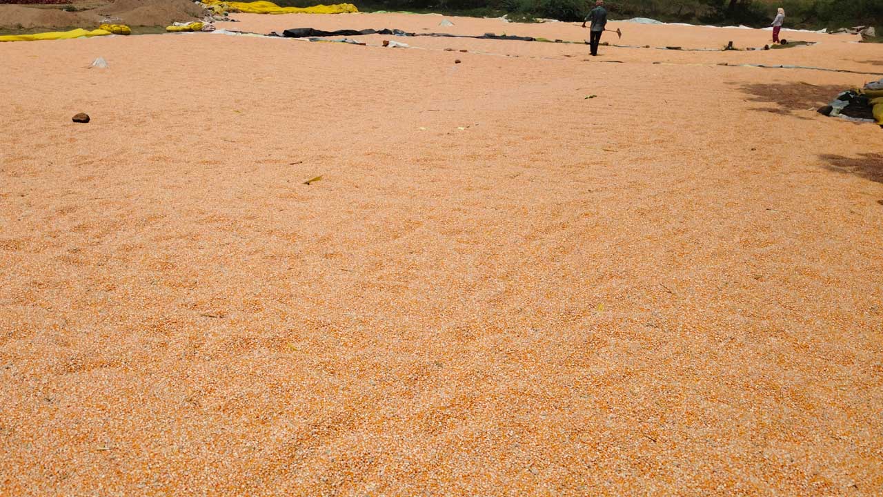 కొనుగోలుకు కొర్రీలు