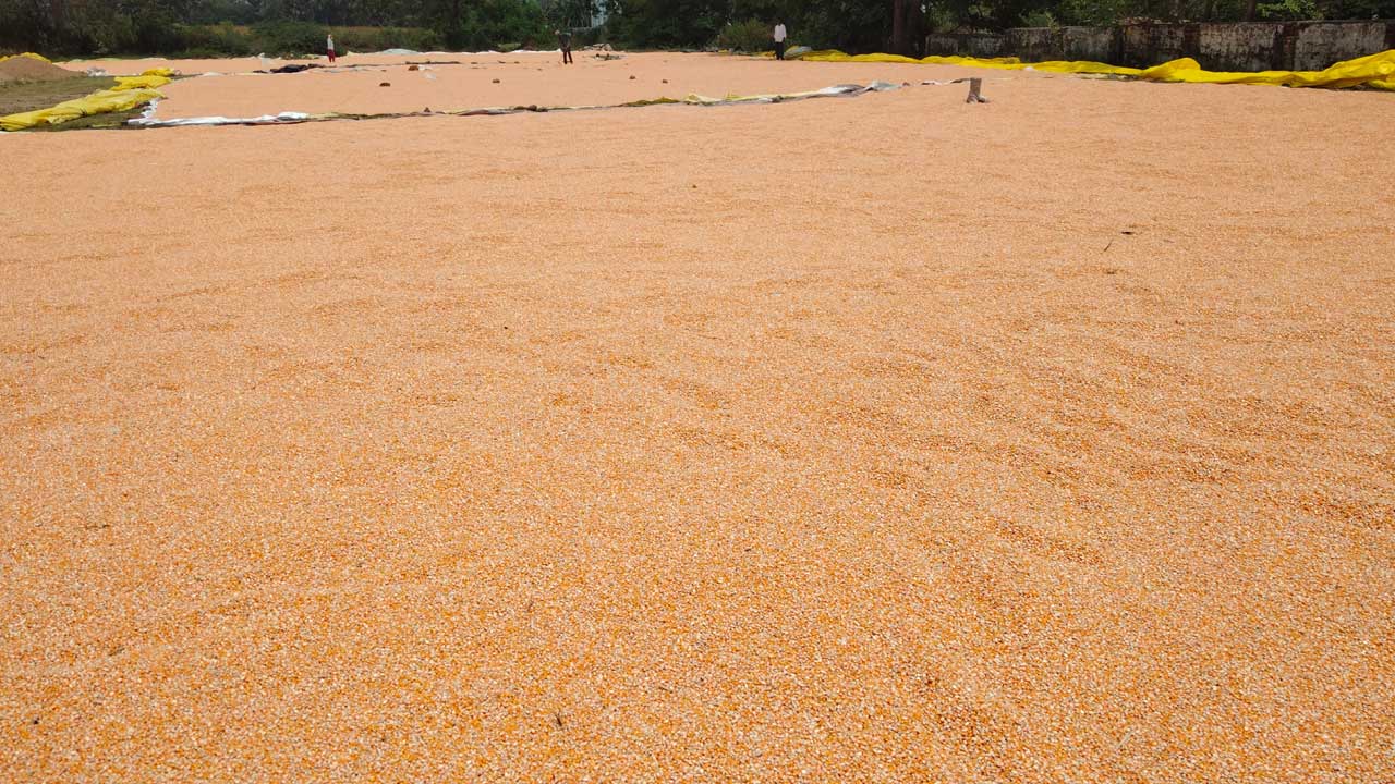 మొకజొన్న రైతులకు కష్టం.. మద్దతు ధరలేక నష్టం