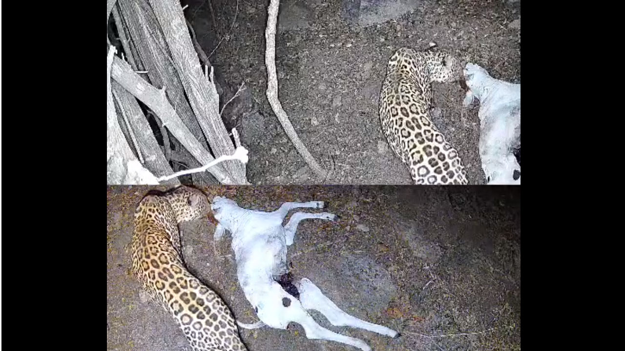 Leopard | చిరుత సంచారం.. భయాందోళనలో గ్రామస్థులు