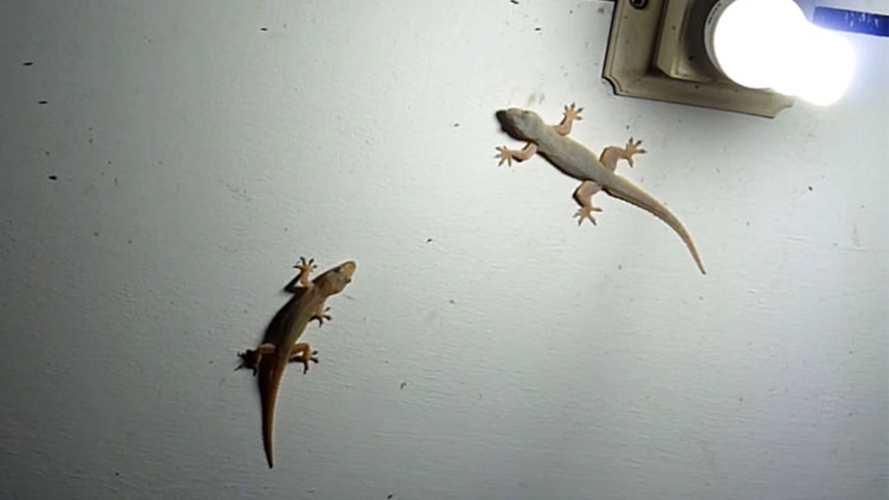Lizards | ఇంట్లో బల్లులు తిరుగుతుంటే ఇరిటేషన్‌గా ఉందా.. అయితే ఈ టిప్స్‌ మీ కోసమే..!
