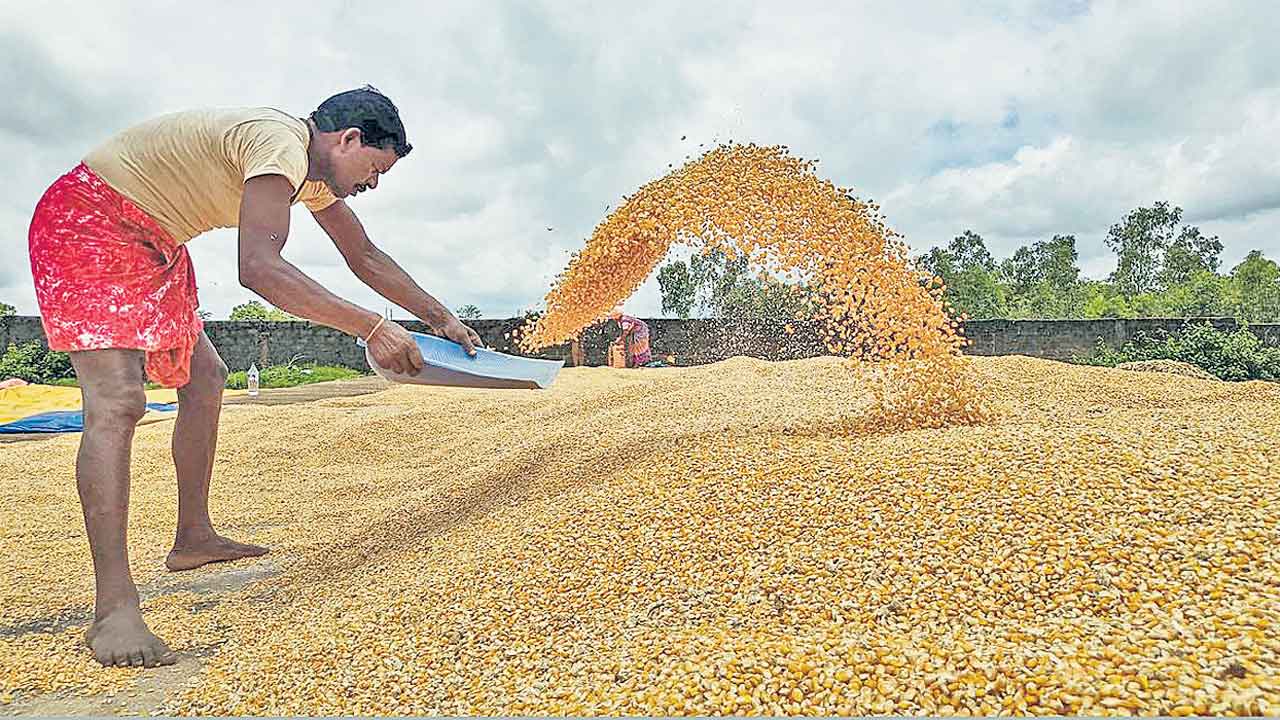 పైసల్లేవ్‌.. అడ్డగోలుగా మక్కలు కొనొద్దు!
