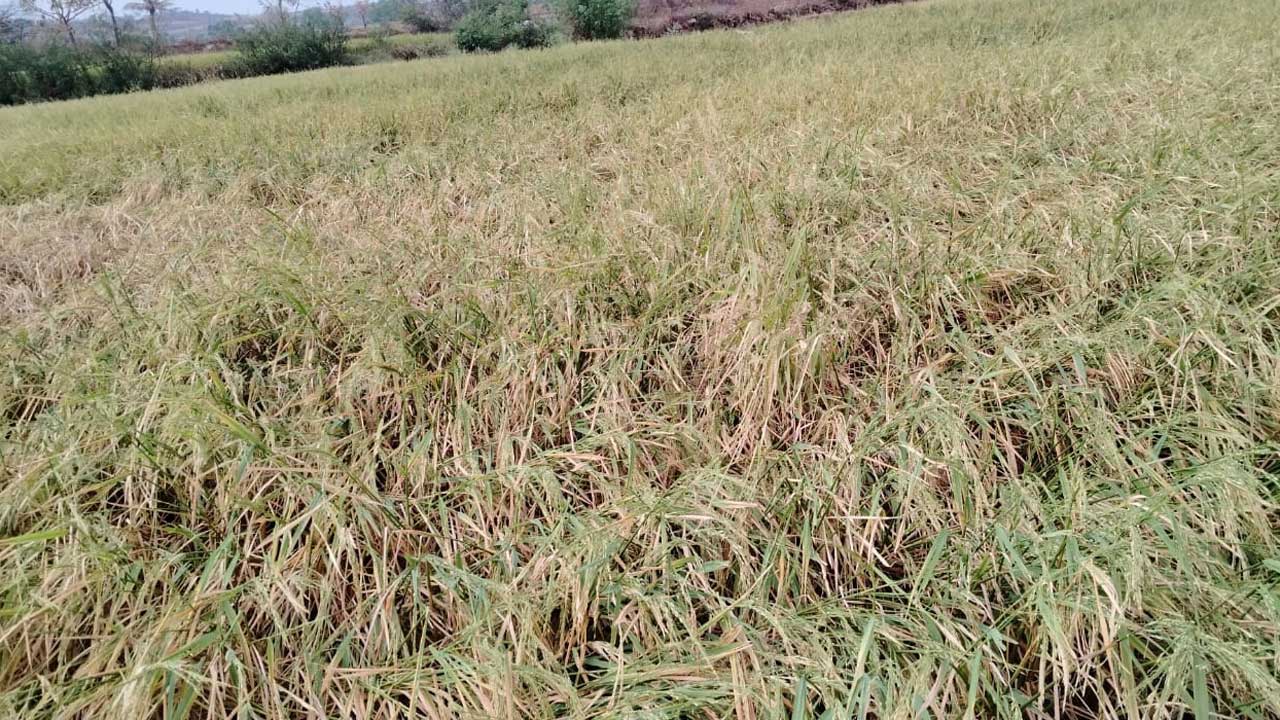 అకాల వర్షం రైతన్న ఆగం