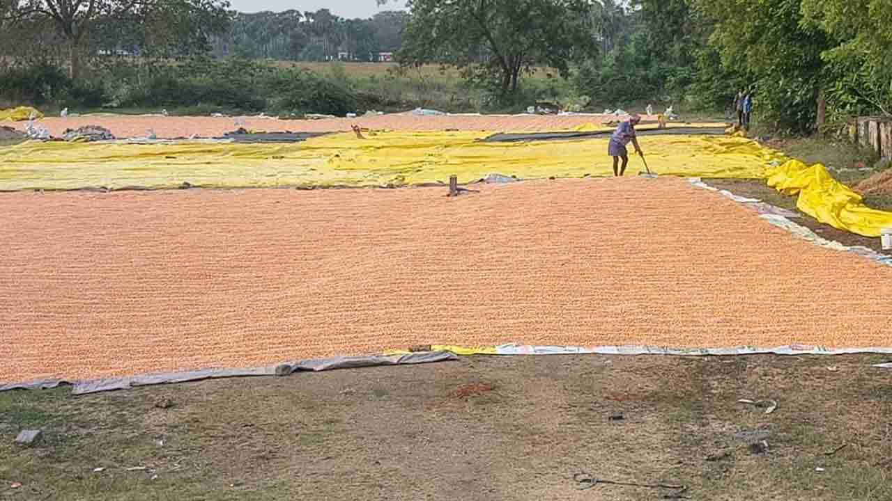 మక్క రైతులు గగ్గోలు