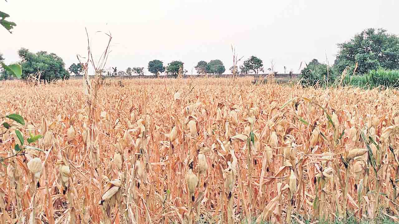 పంటను మద్దతు ధరకు అమ్ముకోలేకపోతున్న రైతన్న