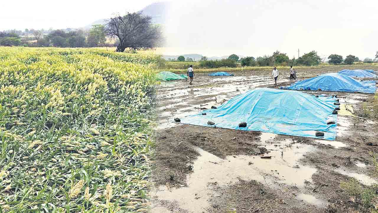 తడిసిన పంట.. అకాల వర్షంతో నేలకొరిగిన మొక్కజొన్న, జొన్నలు