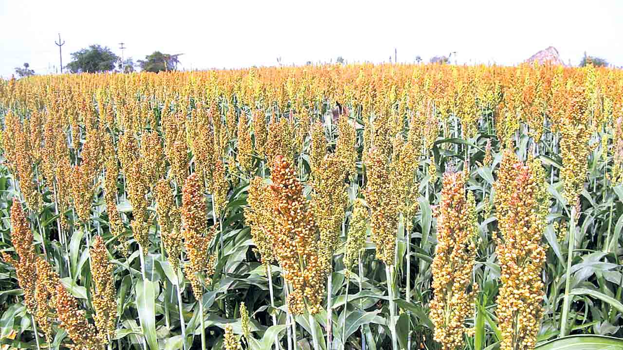 పంటల కొనుగోలు బంద్‌?.. చేతులెత్తేసిన సర్కార్‌.. కేంద్రంపై భారం