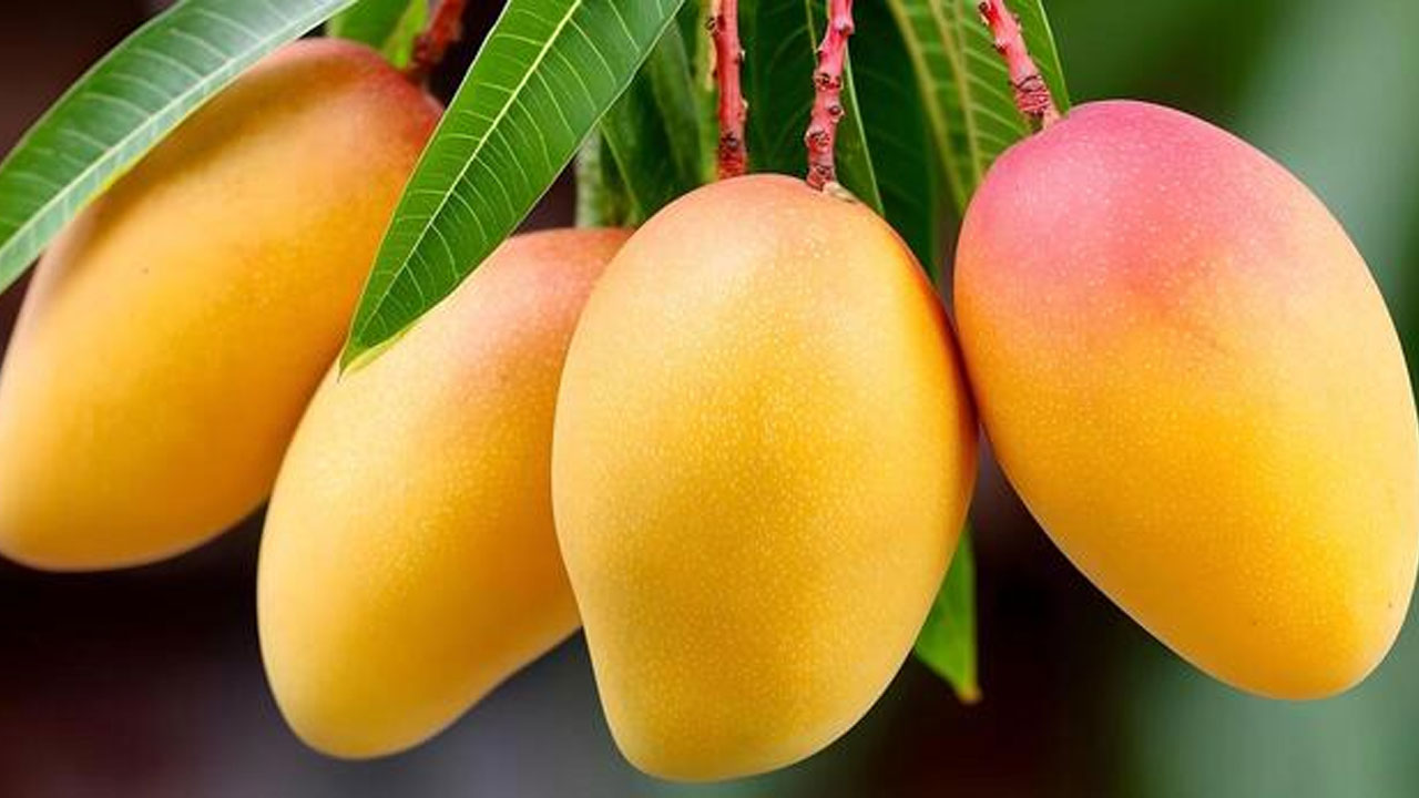 Health Tips | మామిడి పండ్లు తిన‌గానే ఇవి తీసుకుంటున్నారా.. అయితే మీ ఆరోగ్యాన్ని రిస్క్‌లో పెట్టినట్లే..!