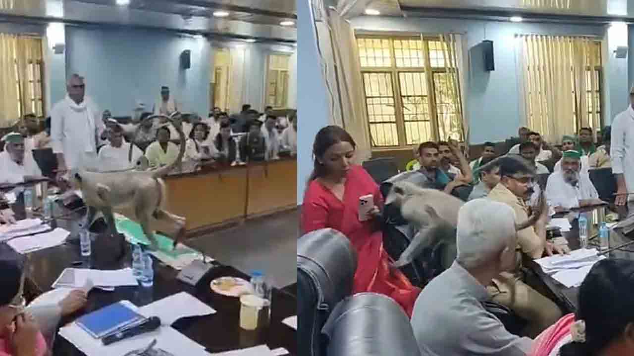 Watch: కలెక్టర్‌తో రైతుల సమావేశంలో కోతి.. తర్వాత ఏం జరిగిందంటే?