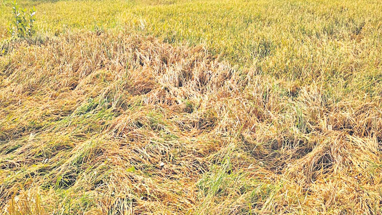 అకాల వర్షం.. అపార నష్టం