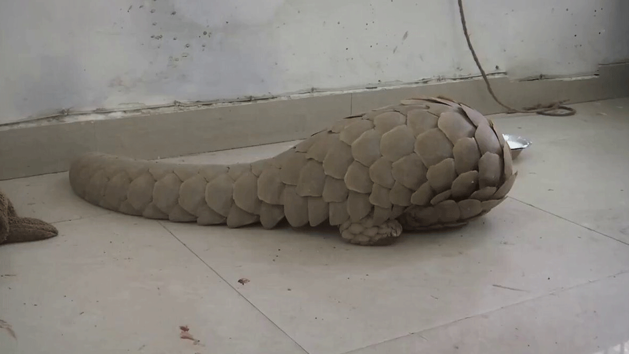 Pangolin | పంగోలిన్‌ను అక్రమంగా తరలిస్తూ అటవీ అధికారులకు చిక్కిన స్మగ్లర్స్‌..!