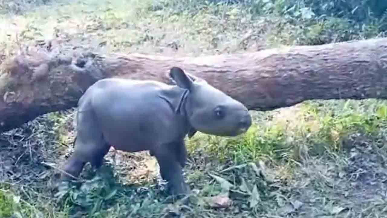 Watch: ఒక్క రోజు వయసున్న ఖడ్గమృగం పిల్ల.. అరుదైన వీడియో వైరల్‌