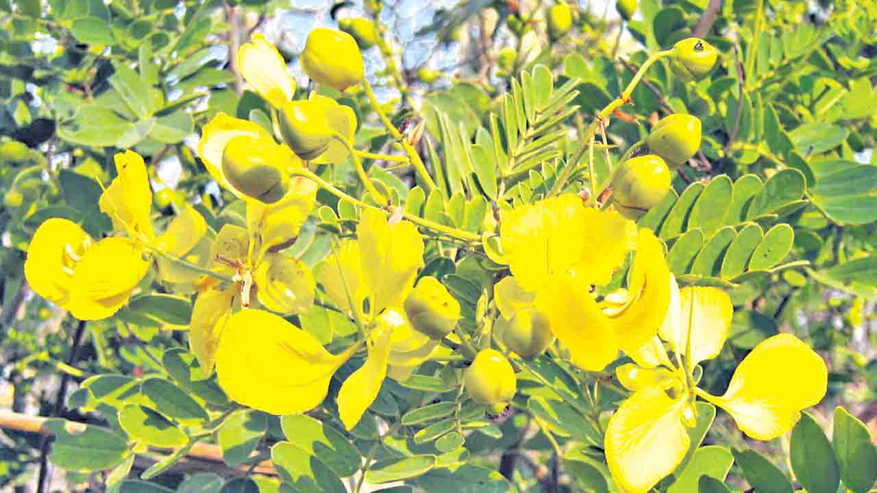 ఆరోగ్యానికి తంగేడు