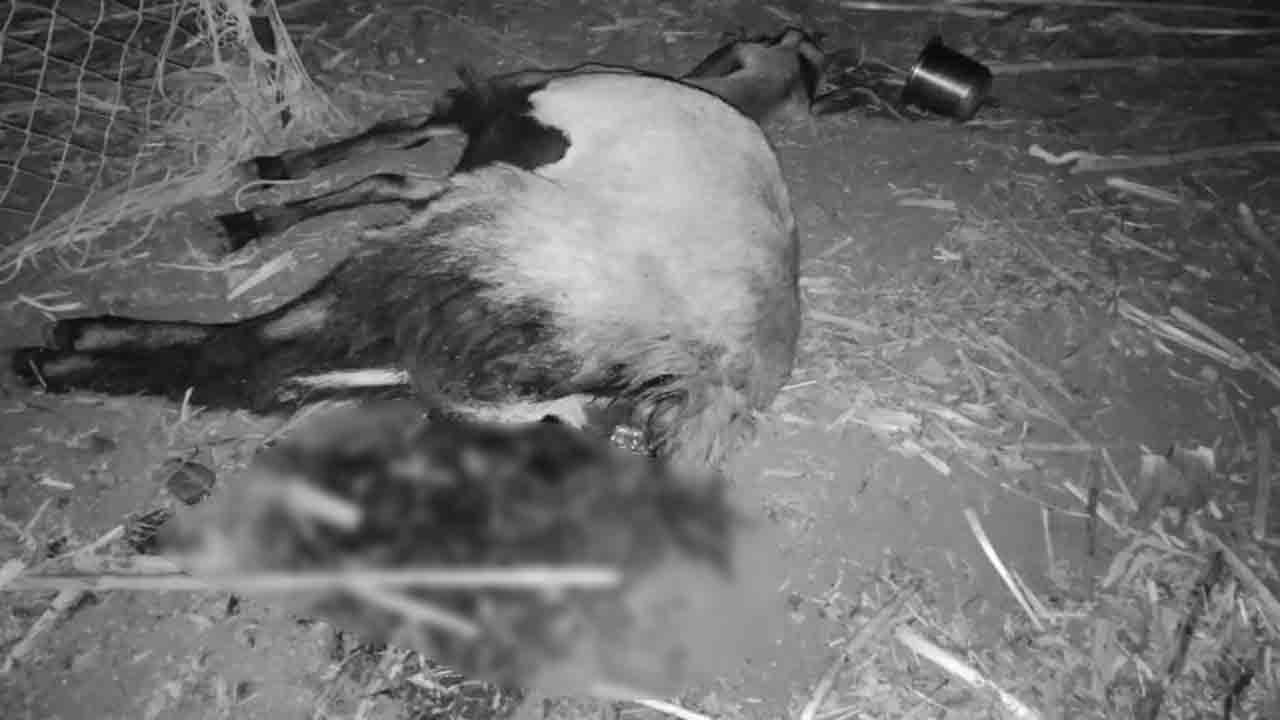 గొర్రెల మందపై చిరుతపులి దాడి