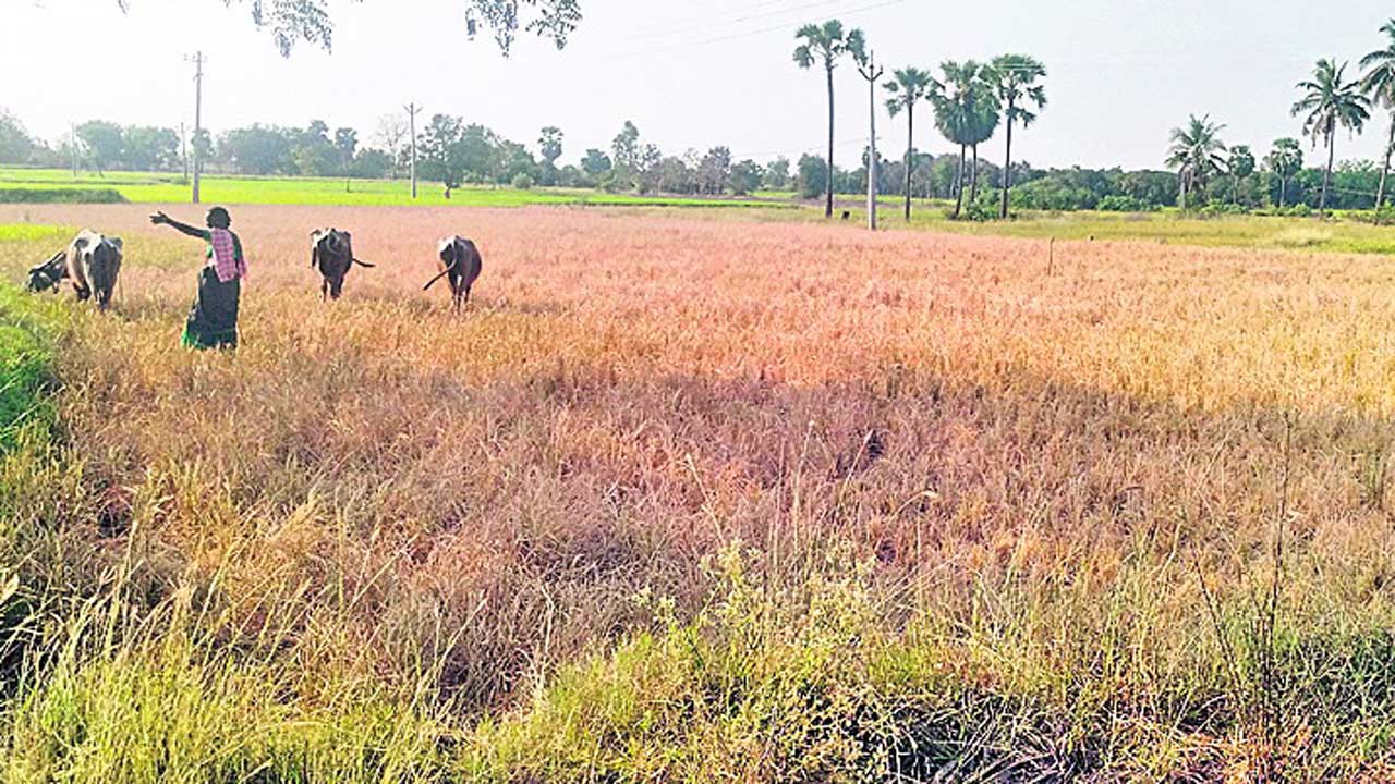 పైరు ఎండి.. గుండె మండి..