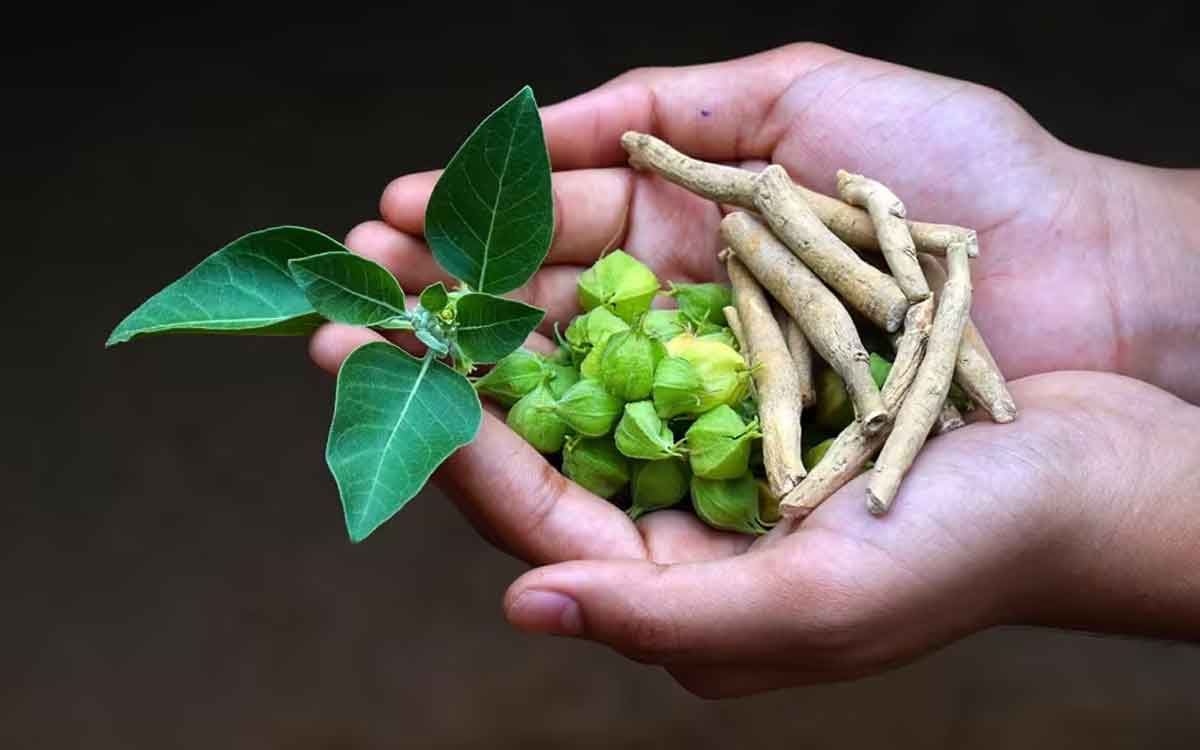 Women’s Health | మ‌హిళ‌లు త‌మ ఆరోగ్యం కోసం ఈ మొక్క‌ల‌ను త‌మ జీవితంలో భాగం చేసుకోవాలి