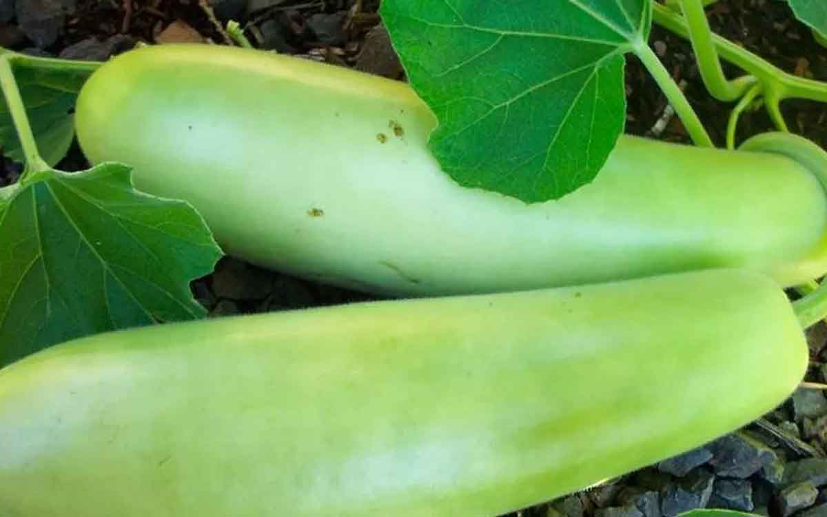 Vegetables | వేస‌విలో ఈ కూర‌గాయ‌ల‌ను తింటే ఎంతో మేలు.. అనేక లాభాల‌ను అందిస్తాయి..