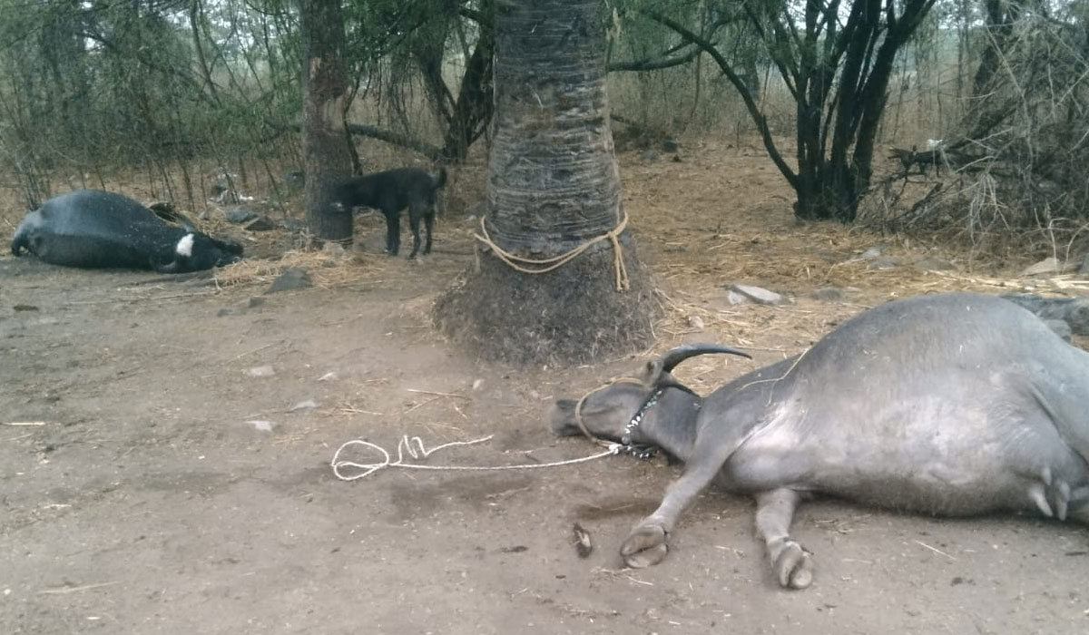 Vemulawada | అయ్యోరుపల్లిలో పిడుగుపాటుకు రెండు గేదెలు మృతి