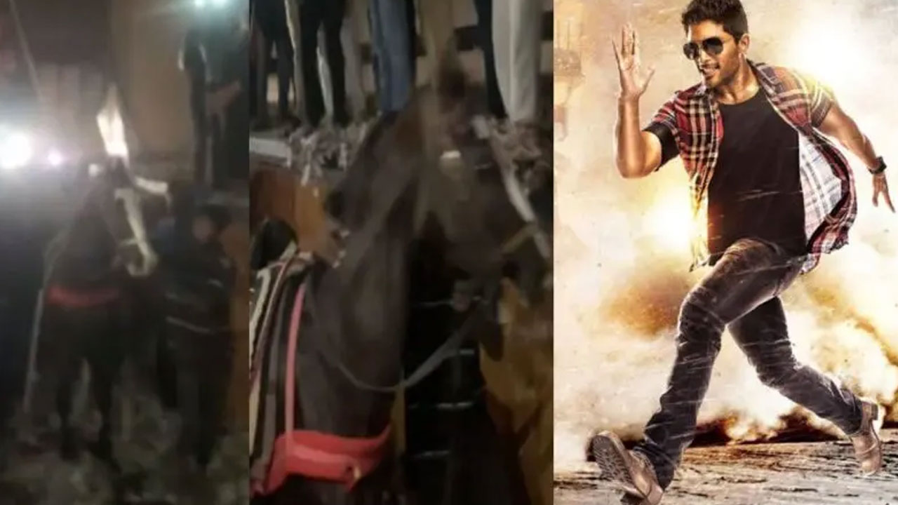 Race Gurram | ‘రేస్ గుర్రం’ రీ-రిలీజ్‌లో ఫ్యాన్స్ హంగామా.. థియేటర్లలో నిజమైన గుర్రాలతో బ‌న్నీ ఫ్యాన్స్ ర‌చ్చ‌!