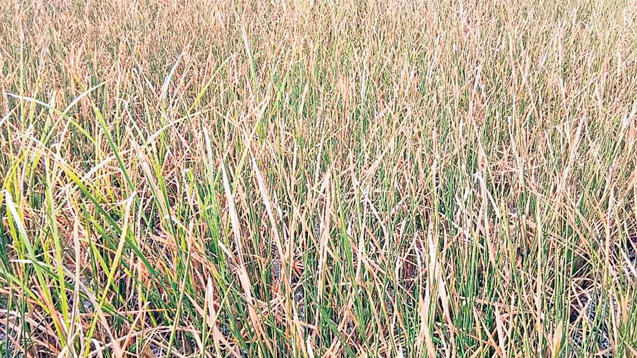 కాటేస్తున్న కరువు