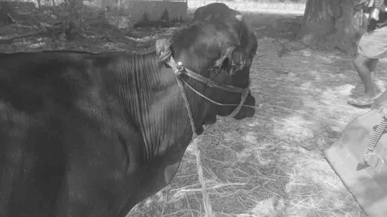 Dharmasagar | ఆవు, లేగదూడ పై దాడి చేసి రక్తం పీల్చిన అటవీ జంతువు..ఆందోళనలో రైతులు