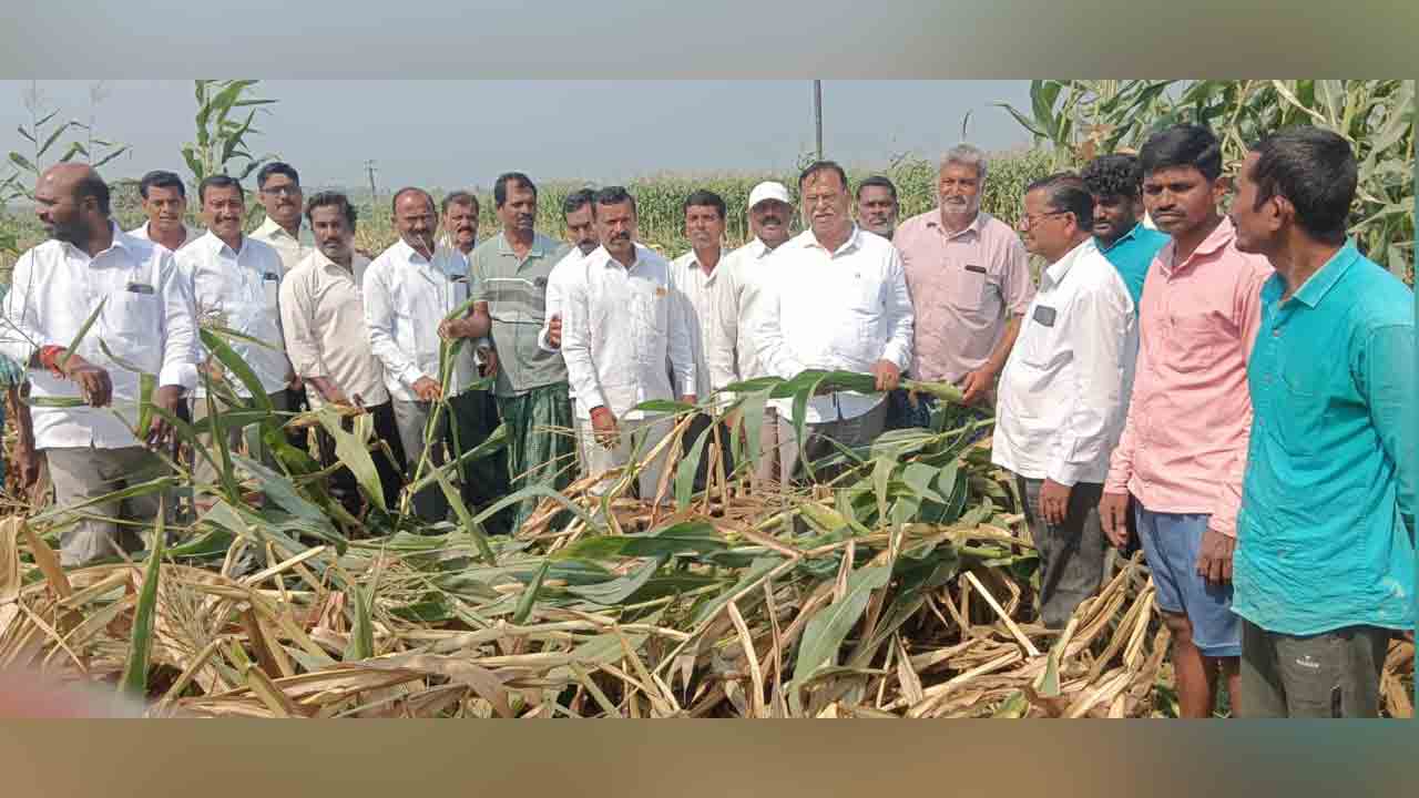 Kalva srirampur | వర్షాలకు నష్టపోయిన మక్కజొన్న రైతులను ఆదుకోవాలి  : దాసరి మనోహర్‌ రెడ్డి