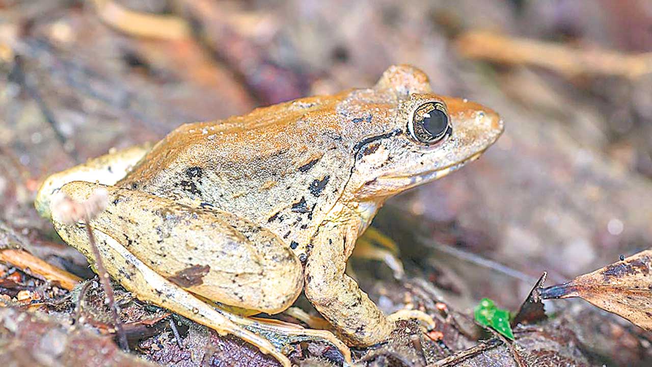 తన గూడు తానే నిర్మించుకునే కప్ప