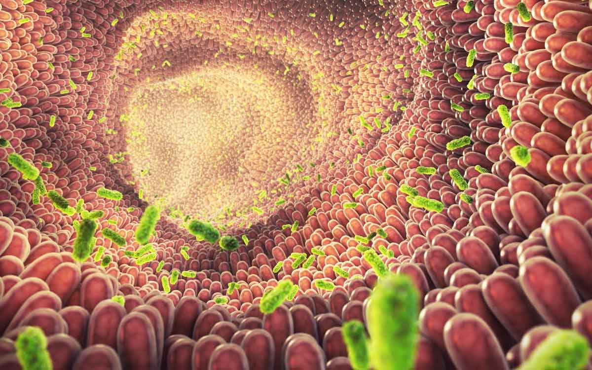 Good Bacteria | పేగుల్లో మంచి బ్యాక్టీరియా కేవ‌లం జీర్ణ వ్య‌వ‌స్థ‌కే కాదు, వీటికి కూడా అవ‌స‌ర‌మే..!