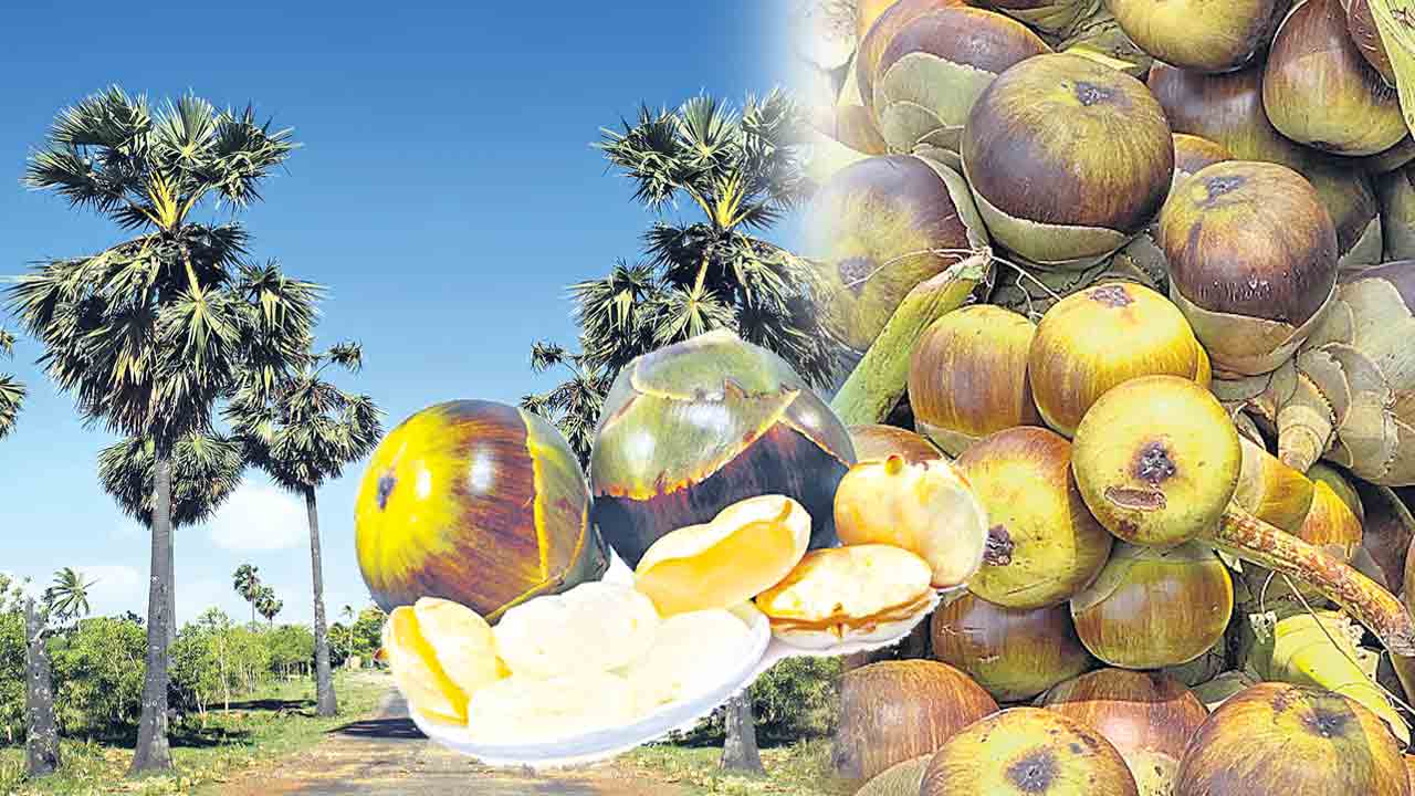 మేటి ముంజలు!