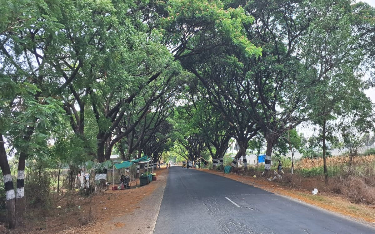 ​జూలూరుపాడు బాటకు ‘హరిత’ తోరణం