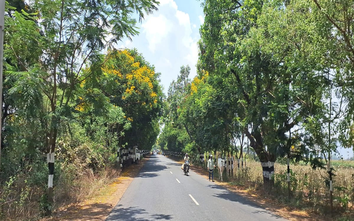 ​జూలూరుపాడు బాటకు 'హరిత' తోరణం