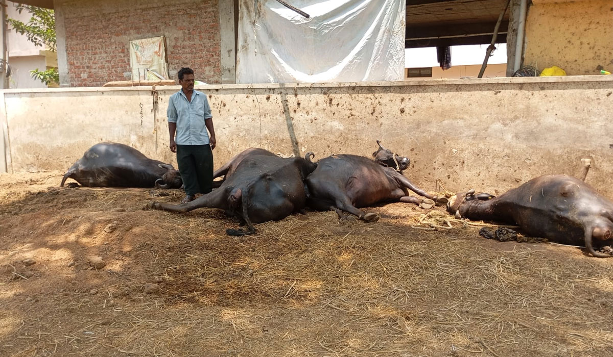 Sarangapur | అకాల వర్షం, ఈదురు గాలులకు విద్యుత్ వైర్లు తెగిపడి ఐదు గేదెలు మృత్యువాత