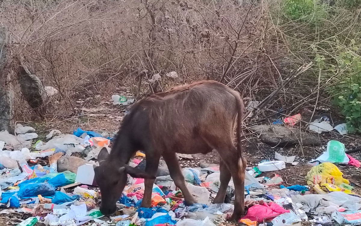 పశువుల కడుపుల్లోకి ప్లాస్టిక్ వ్యర్ధాలు