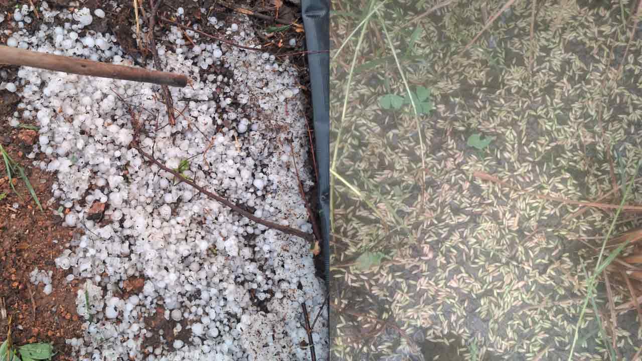 Konaraopeta | మరిమడ్లలో వడగళ్ల వాన బీభత్సం ..చేతికి వచ్చిన వరి పంట నేలపాలు