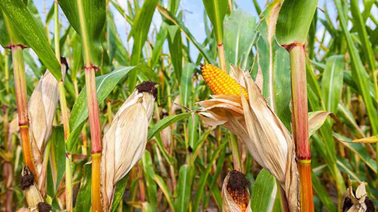 కౌలు రైతులు మార్క్‌ఫెడ్‌ కేంద్రాల్లో విక్రయించవచ్చు